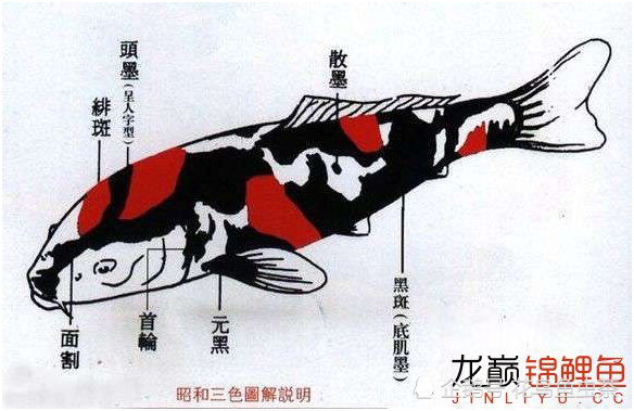 最全图解锦鲤各部位各品种区分及雌雄辨别