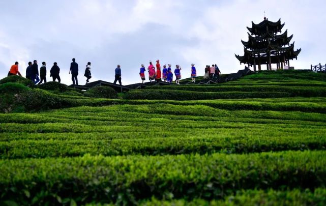 湖北旅遊|湖北清新茶韻之旅!