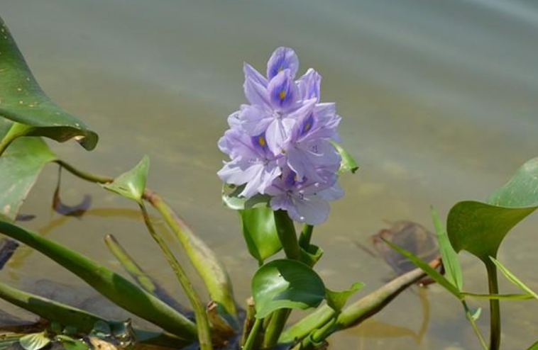 原来的入侵物种"水葫芦"现在都去哪里了?中国人太有创造力了!