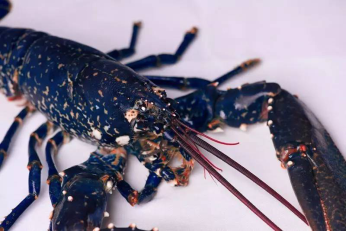 受法国贵族追捧的法国蓝龙你吃过吗?