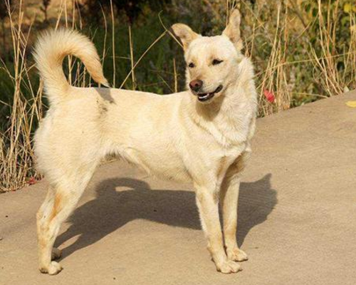 农村俗语狗尾巴向左看门不用锁大有讲究如今多数人不知