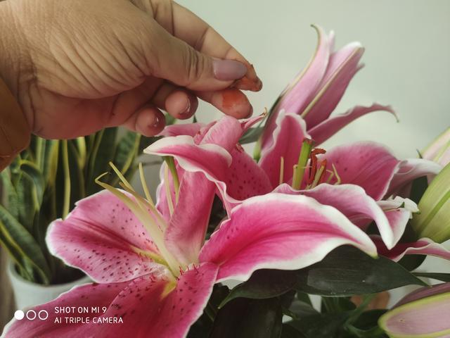 盆栽百合花 一年开一茬 一茬生一窝 子子孙孙无穷尽 腾讯新闻