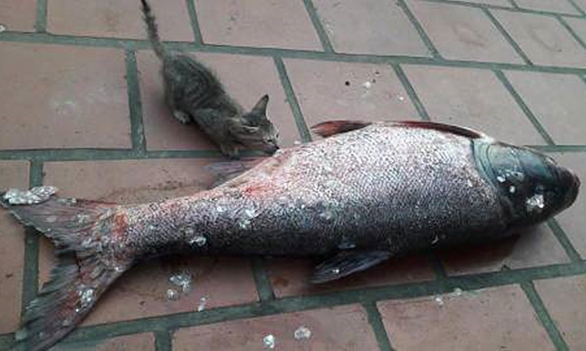 女子买了一条鱼 过了会儿却听见鱼那边有动静 走近一瞧顿时无语 腾讯新闻