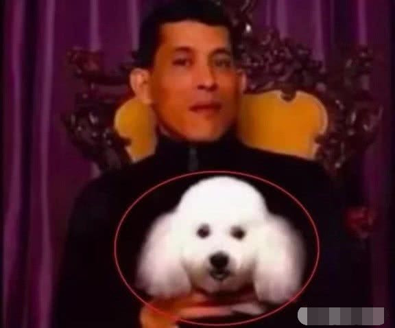 泰王又开始"作妖",封狗做元帅,享受群臣跪拜,得知原因忍不住笑出声