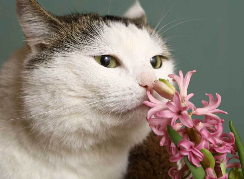 家里有猫咪 这9种花草不能养 你知道吗 腾讯新闻