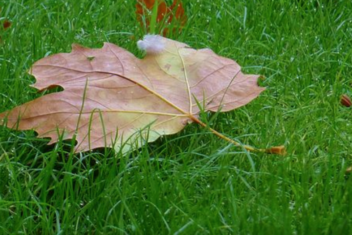 运气测试:哪片落叶最有秋天的味道?测你明年走什么运?