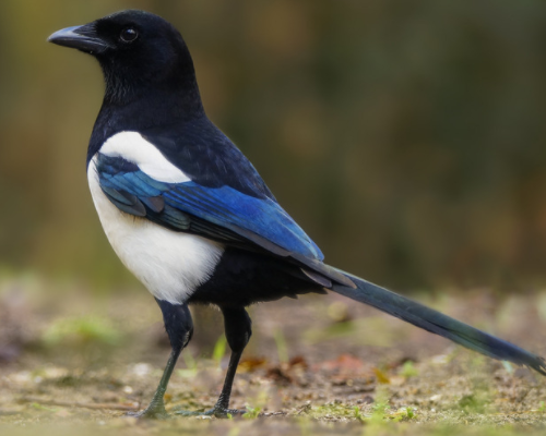 心理学测试:你最喜欢哪只喜鹊,测你什么时候开始行大运?