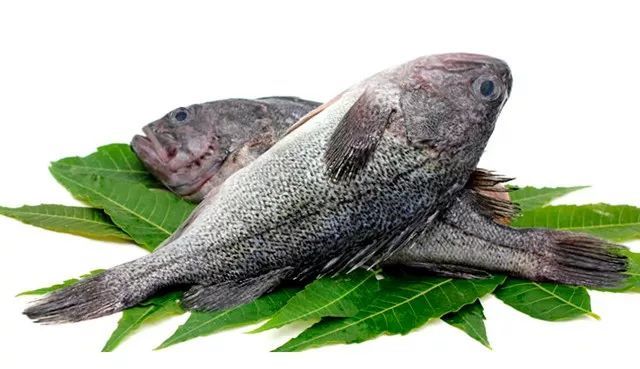 海黑鱼图片及营养价值图片