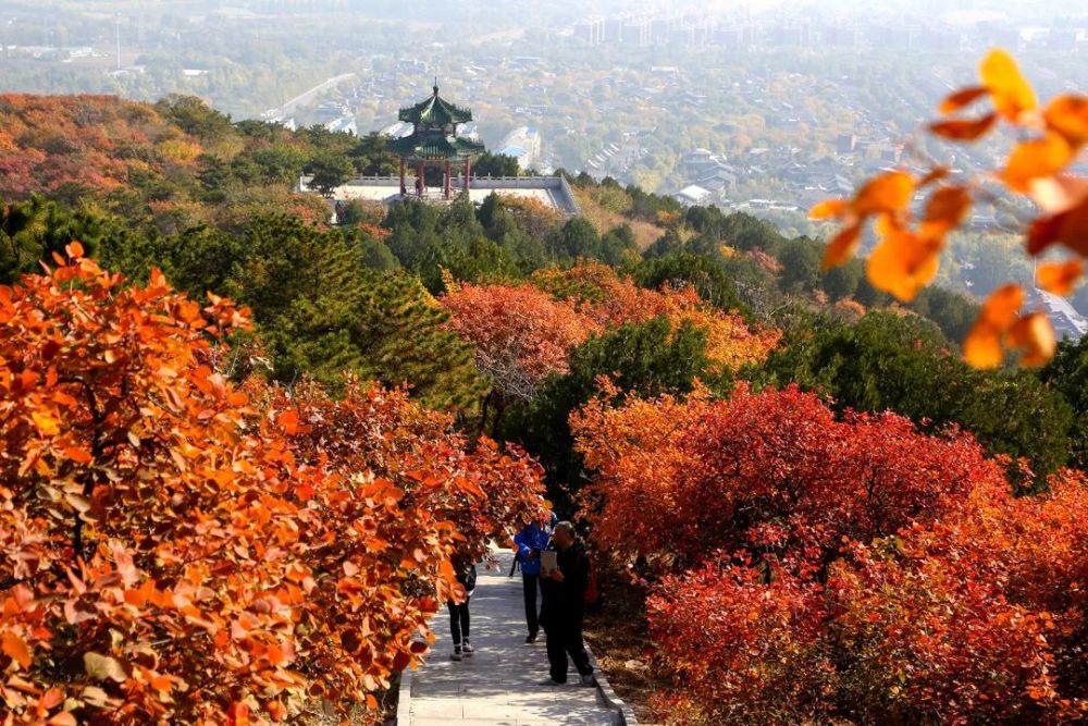 到距市区最近的国家级森林公园纵赏彩叶