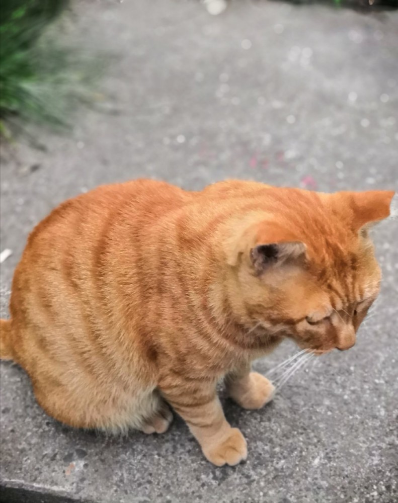 听说了嘛？猫咪也会的甲状腺病哦！千万别掉以轻心！_腾讯新闻