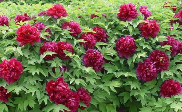 喜欢养菊不如养盆"百园红霞",花色艳丽,株形紧凑,适合盆栽养