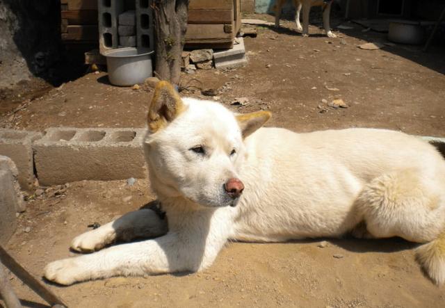 韩国土狗 第53号国宝韩国珍岛犬 还是上过奥运会开幕式的狗狗 腾讯新闻