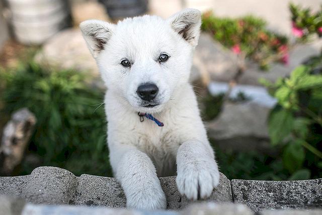 韩国土狗 第53号国宝韩国珍岛犬 还是上过奥运会开幕式的狗狗 腾讯新闻