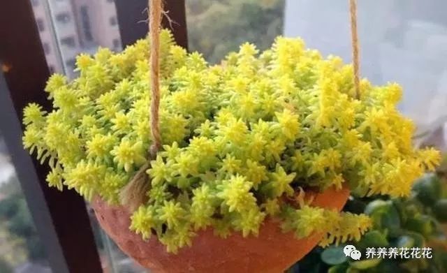 家里养盆 黄金草 满足它的 小爱好 密密 黄金 挤爆盆 多肉 黄金草 爆盆 黄金万年草