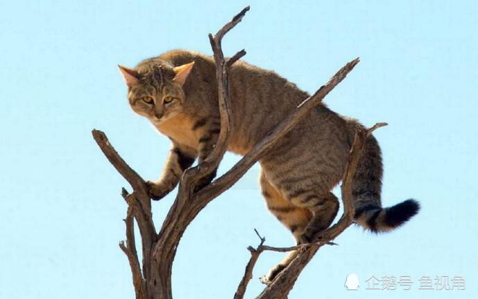 猫科动物间的 友谊 狮子吃花豹 花豹吃狞猫 狞猫吃野猫 腾讯新闻