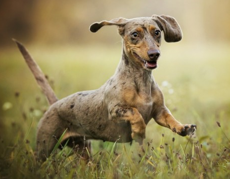 活泼的达克斯猎犬顽皮好动