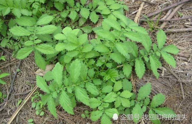 农村常见的一种野草人称龙牙草是民间传统野菜可药用