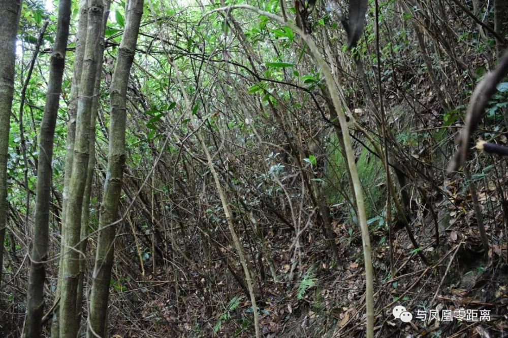 深山野林