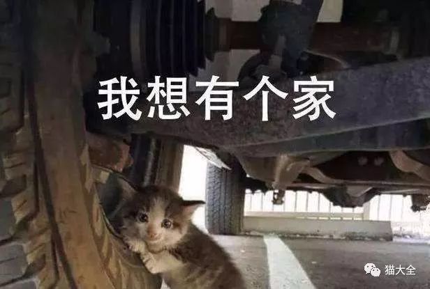 流浪猫安全过冬指南 庇护所不必太大或太复杂 猫粮宜干不宜湿 腾讯新闻