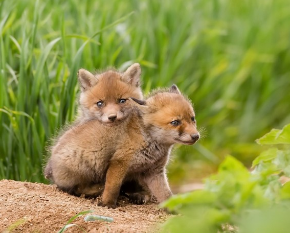 可爱的狐狸幼崽顽皮好动
