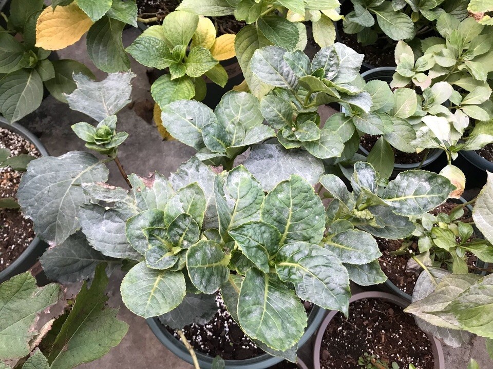 秋季 绣球花 白粉病泛滥 记住 1剪 1喷 1通风 一周根治 腾讯新闻