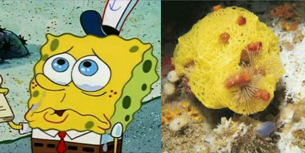 海绵宝宝里角色们的原型 你知道几个呢 腾讯新闻