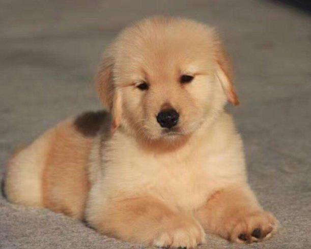 它被称为最忠诚的犬 但却被很多国家禁养 原因让人心惊 腾讯新闻