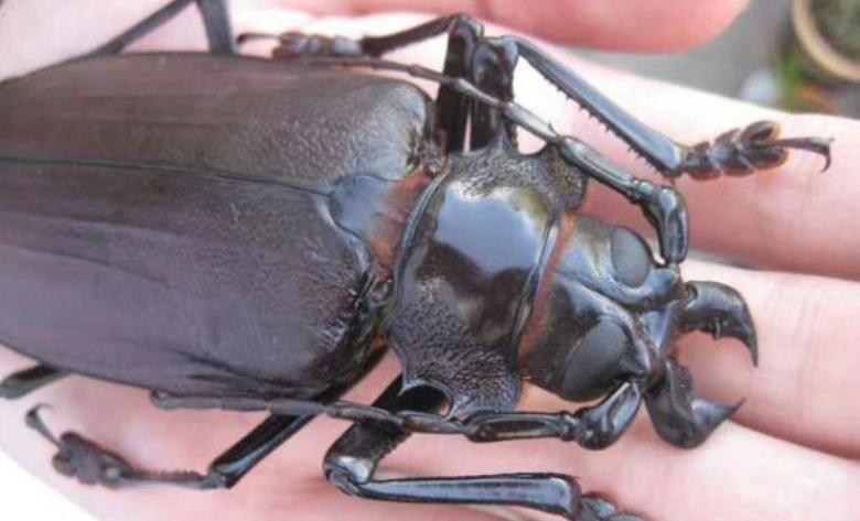 为什么史前昆虫那么庞大现在的昆虫却这么小