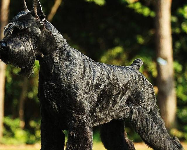 雪纳瑞是种小型犬 其实也有巨型雪纳瑞犬 既能放牧还能当警犬 腾讯新闻