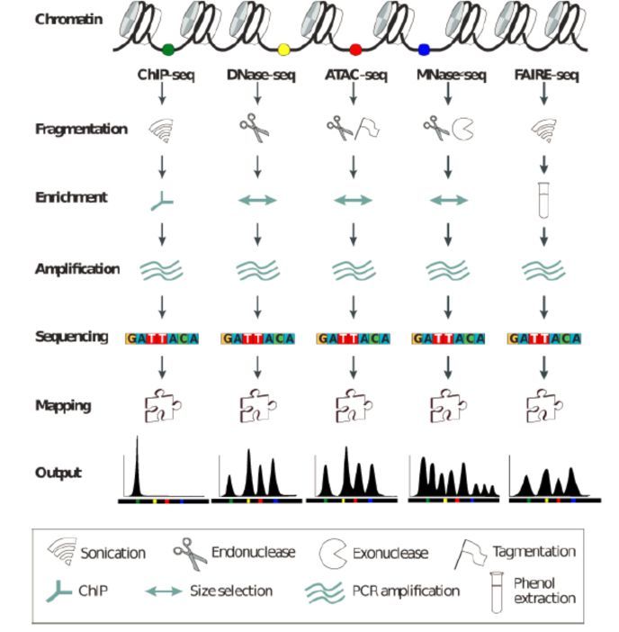 一文读懂表观遗传学研究利器 Atac Seq技术及应用丨深度长文 腾讯新闻