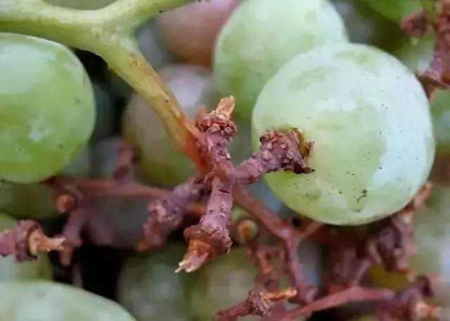 葡萄黑梗是什么情况原因多种多样找准病因很重要