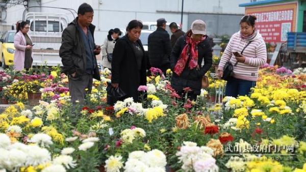 洛门菊开正旺满城尽带黄金甲 腾讯新闻