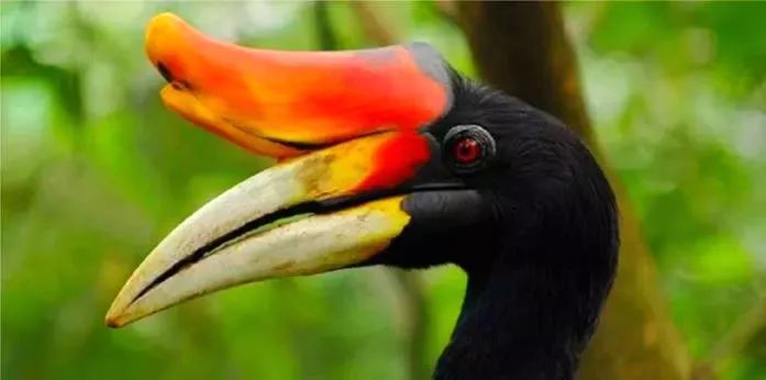 weirdbirdbeaks千奇百怪的鸟喙