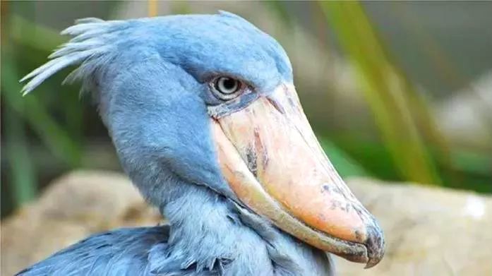 weirdbirdbeaks千奇百怪的鸟喙