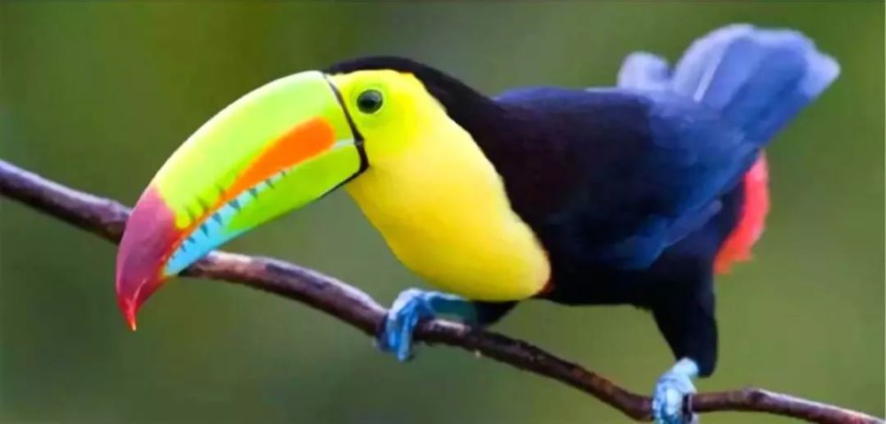 weirdbirdbeaks千奇百怪的鸟喙