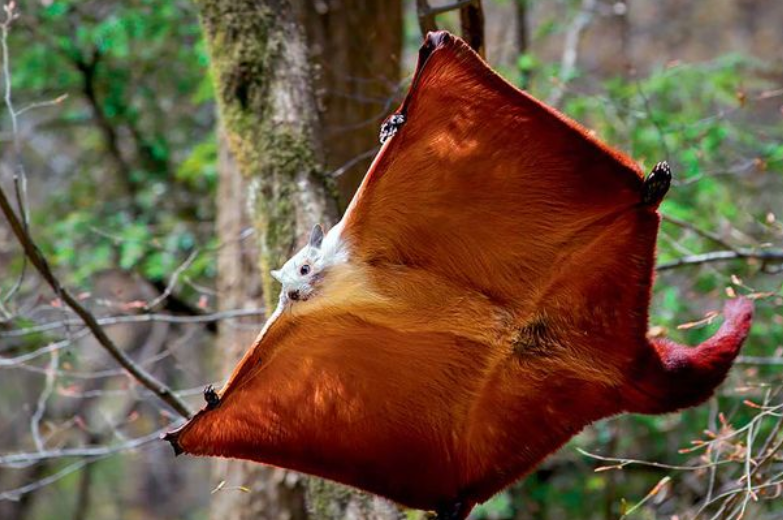 俄罗斯科学家发现一种3万年前巨型史前飞鼠,一跃可滑翔51米