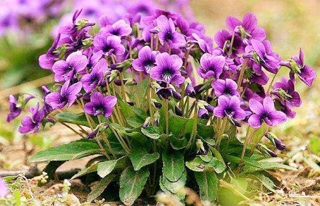 紫色花朵给人一种成熟的感觉 这些紫色花总有一种适合你 腾讯新闻