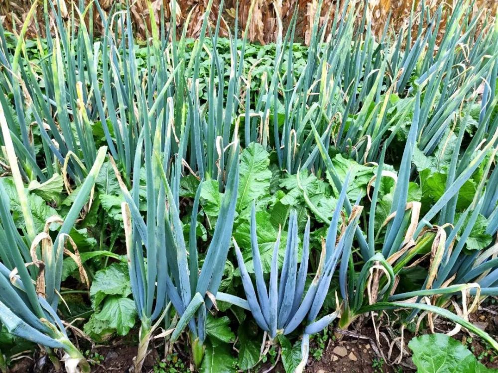 磷酸二氢钾|磷酸二氢钾，何时施用效果最佳？抓住3个关键期！