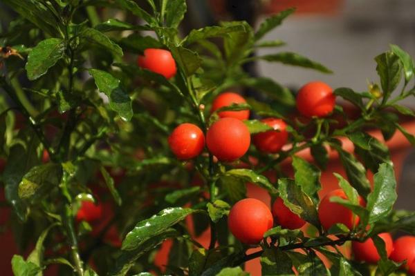 此花似一个个开在叶子间的红珍珠果实可以在枝头存留很久