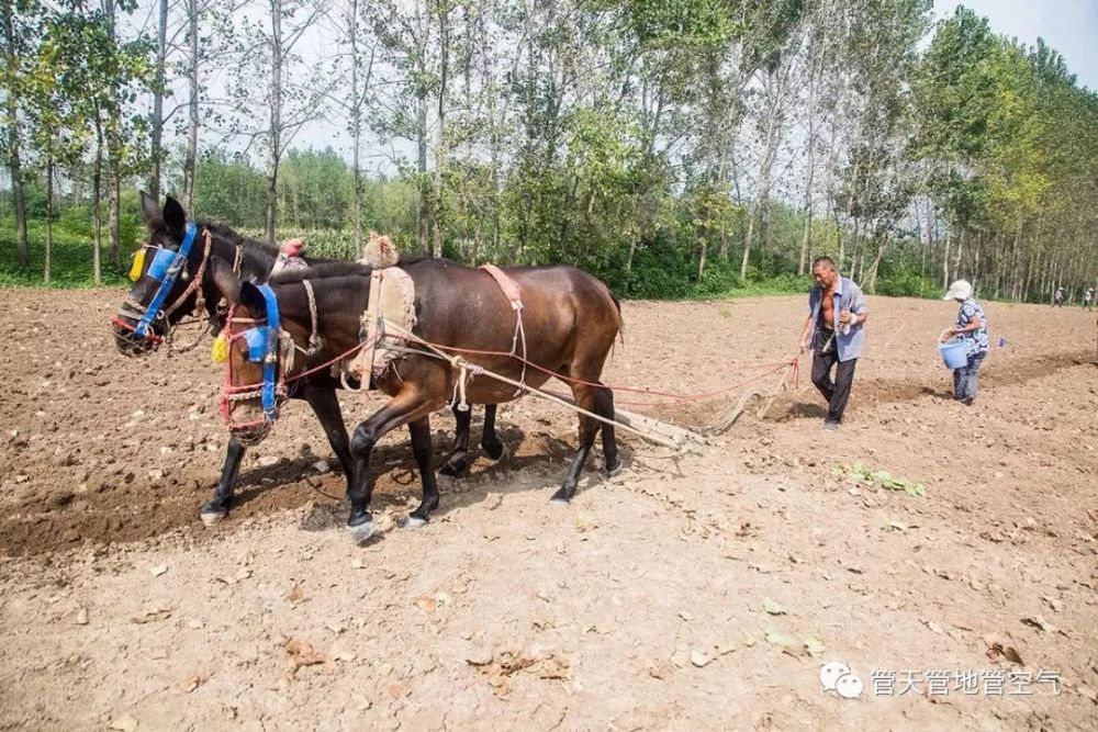鲁西南记忆——童年的农耕生活_腾讯新闻