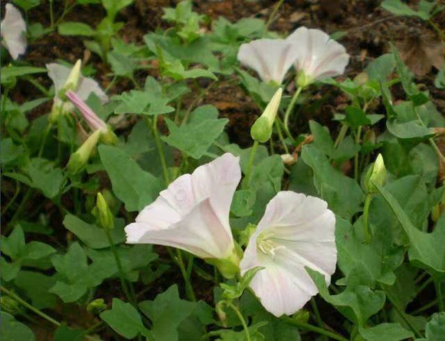 打碗花 学名 Calystega Hederacea