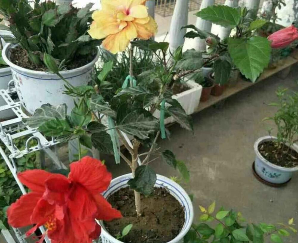 都说扶桑花瘆得慌 却栽种在家里 越养越上瘾 腾讯新闻