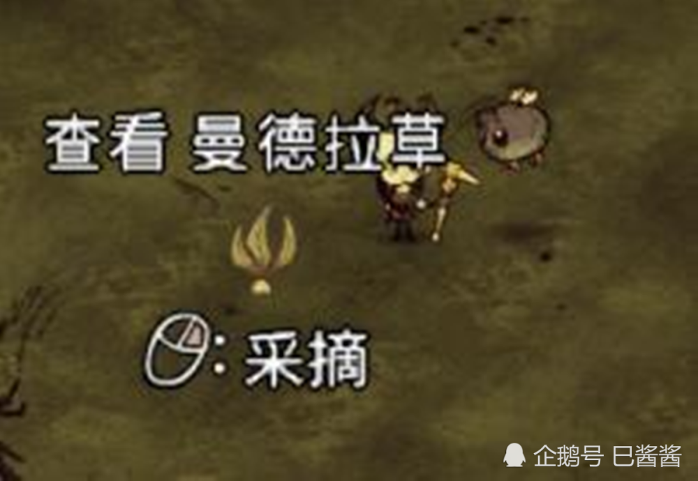 稀有植物曼德拉草的作用以及获取方法 腾讯新闻