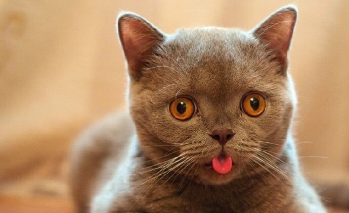 宠物猫应该怎样快递?你了解吗?