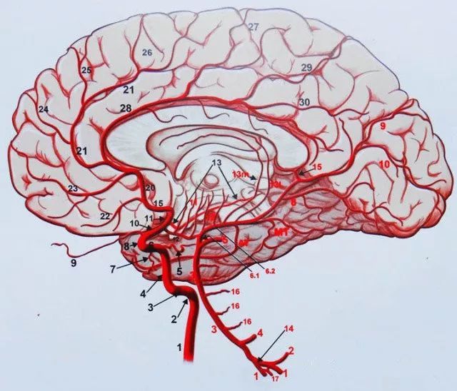 卒中 孟强教授 急性颈部动脉夹层导致脑梗死的治疗决策 腾讯新闻