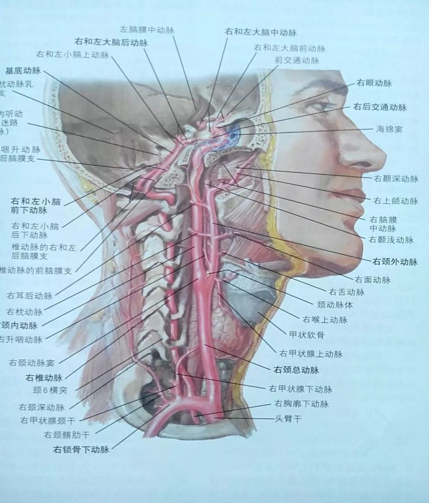 卒中 孟强教授 急性颈部动脉夹层导致脑梗死的治疗决策 腾讯新闻