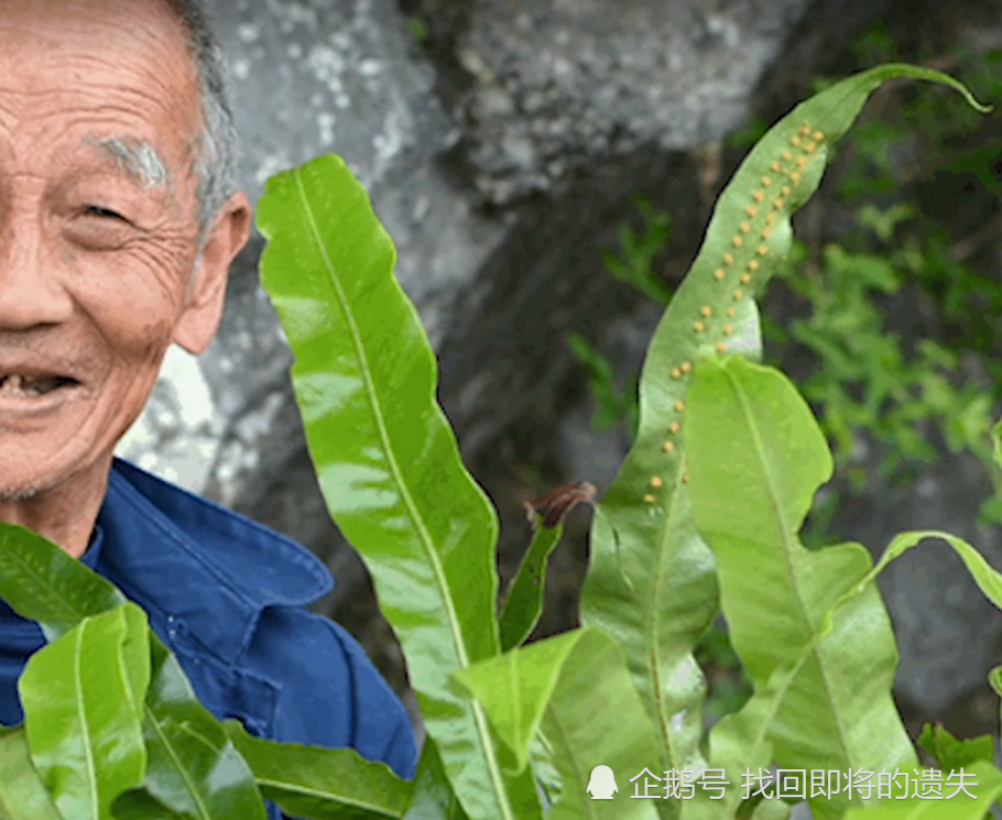 农村很普通的野草,人称"千只眼,能消肿止痛,降低血糖!