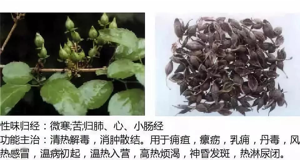 500餘種中草藥圖附主治功效