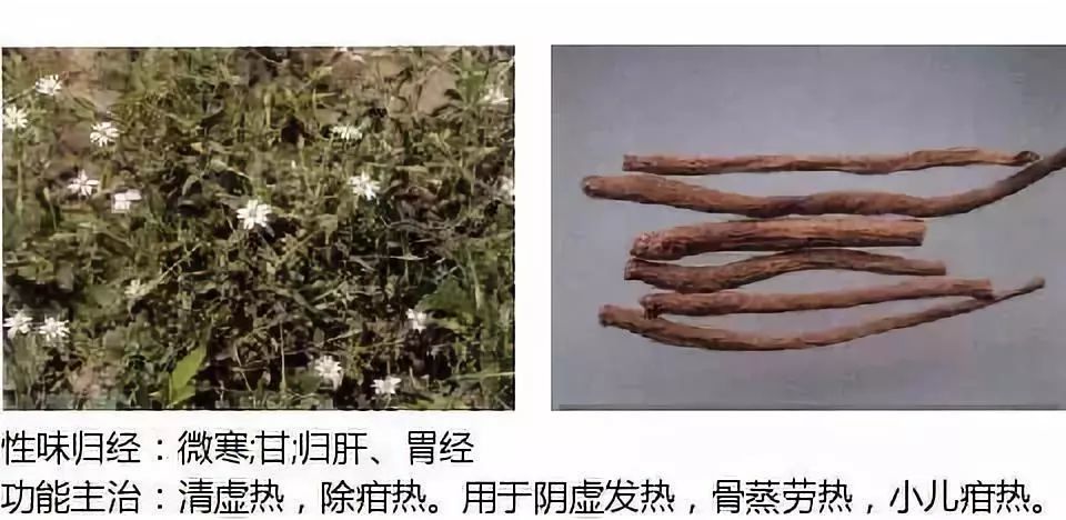 500餘種中草藥圖附主治功效