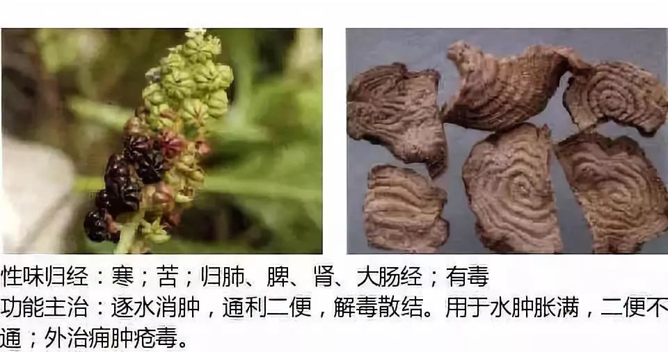 500餘種中草藥圖附主治功效